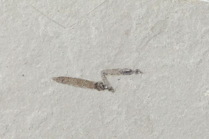 Fossil Cranefly (Pronophlebia) - Green River Formation, Utah